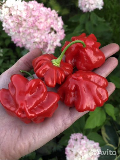 Семена острого перца