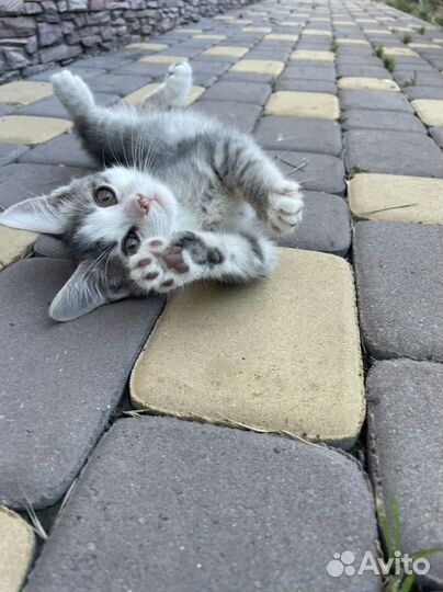 Кошка