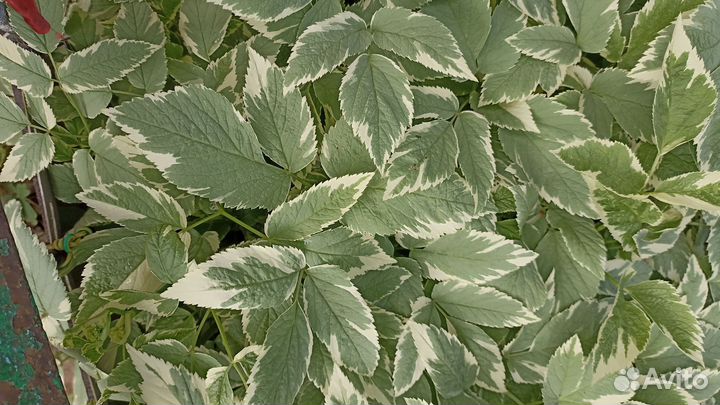 Сныть пестролистная