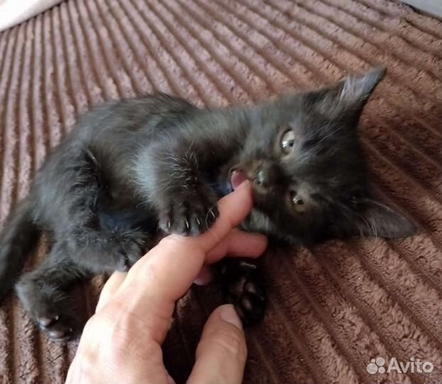 Кошки в дар