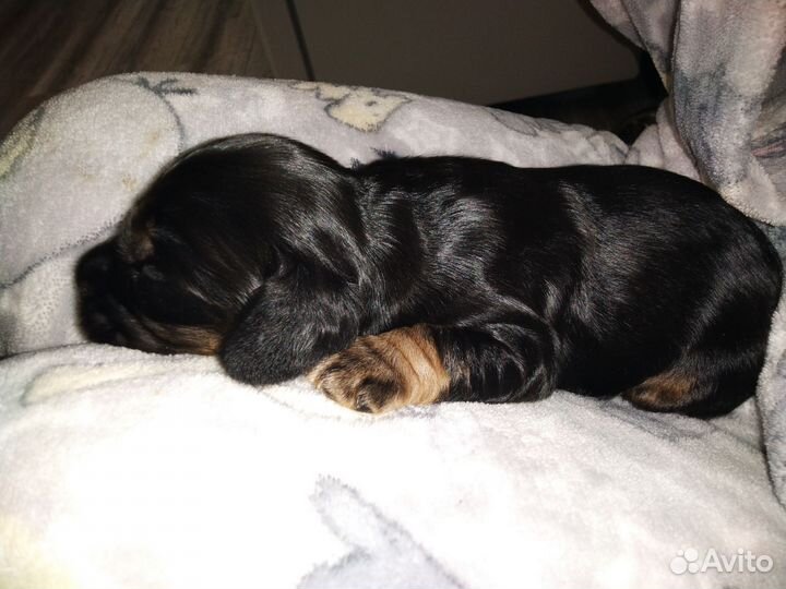 Английский кокер спаниель