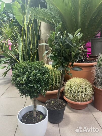 Лавр на штамбе