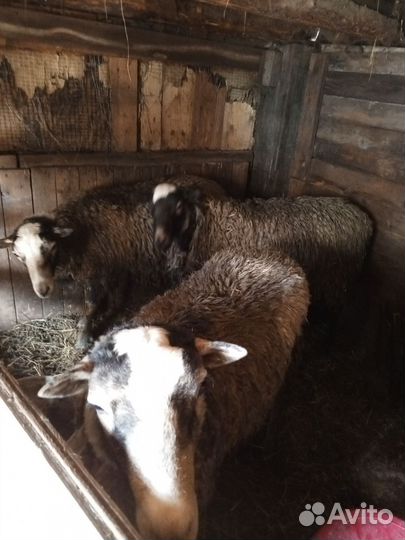 Бараны, Козы, Козел, Овечки на племя