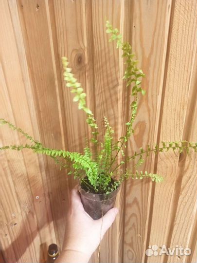 Нефролепис вариегатный Тайгер