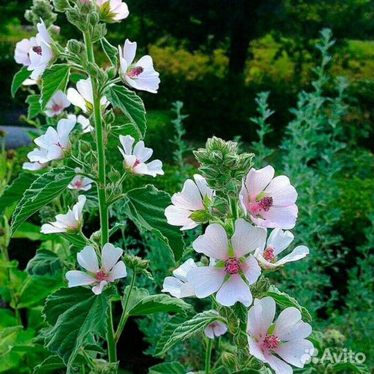 Алтей лекарственный (семена)