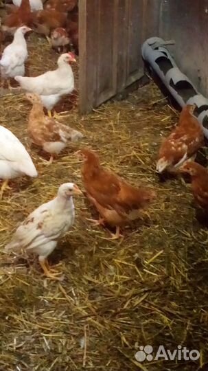 Куры-несушки