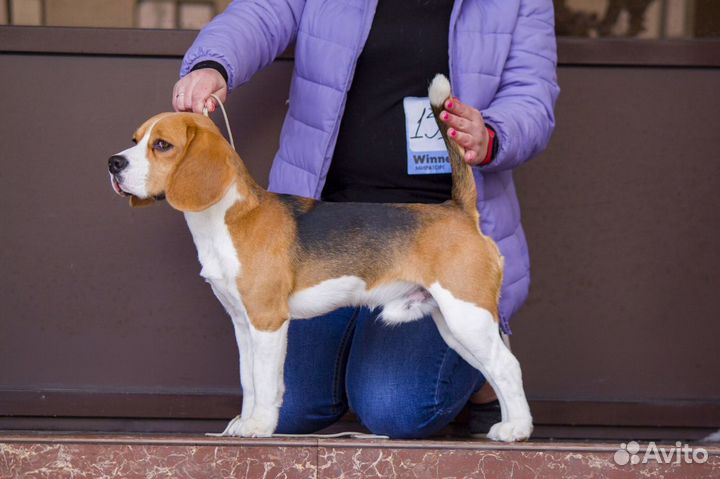 Бигль вязка