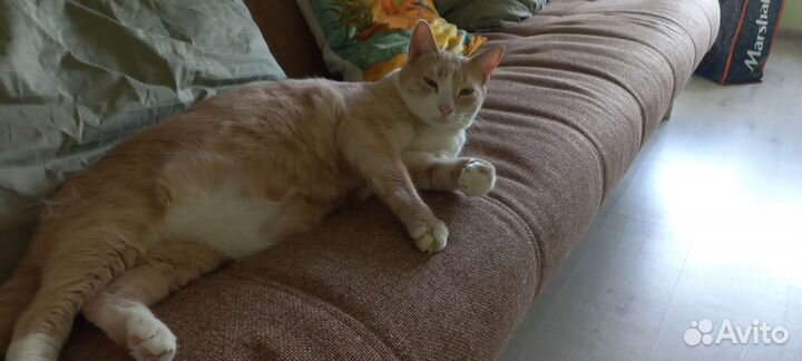 Домашняя передержка ваших любимцев