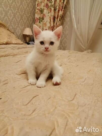 Кошки