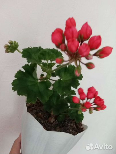 Пеларгония тюльпановидная