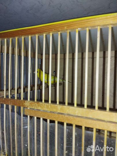 Кенар певчий