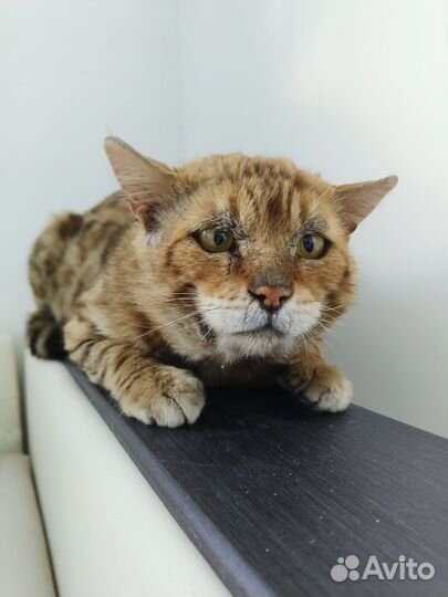 Рыжий кот ищет дом