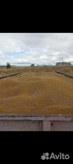 Семена люцерны