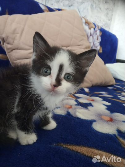 Кошка в дар