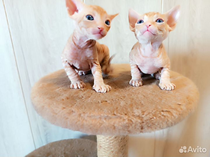 Кошки донской сфинкс