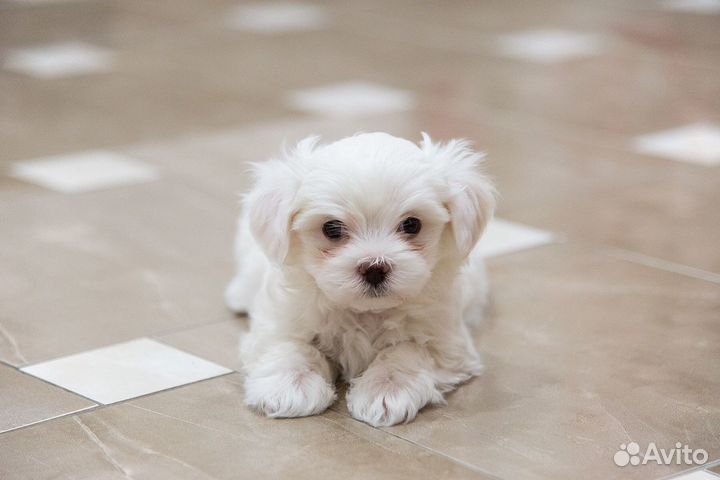 Щенки мальтезе