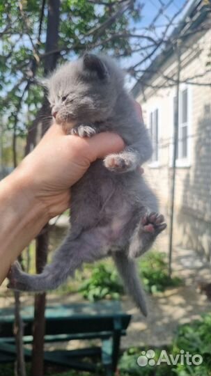 Отдам котят
