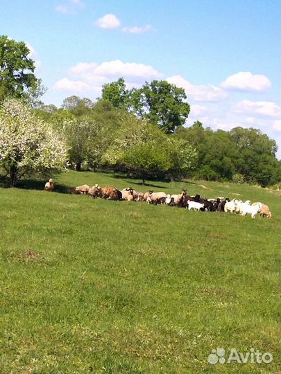 Продаются овцы