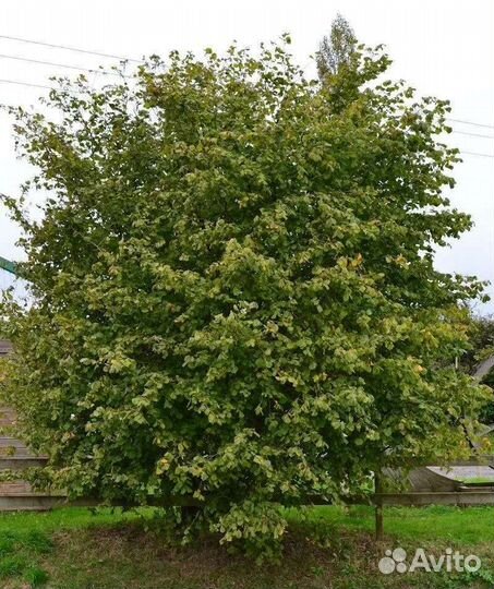 Орешник фундук (лещина) саженцы