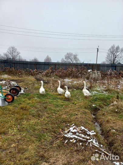 Гуси породы Линда