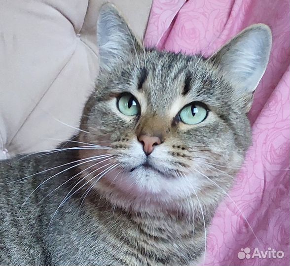 Европейская