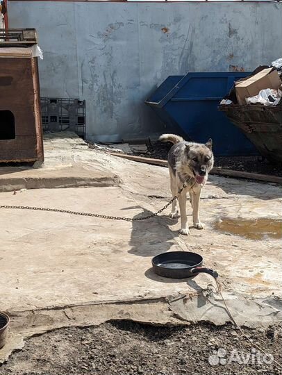 Волкособ в хорошие руки