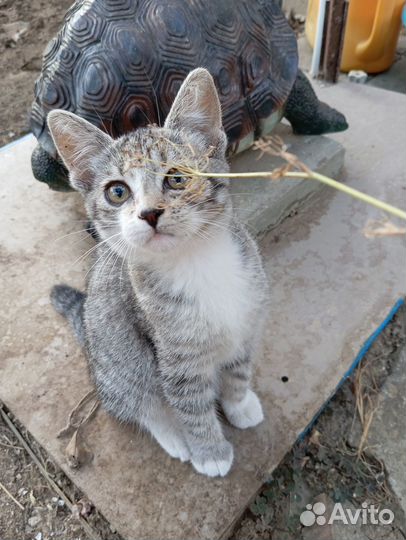 Котенок в добрые руки