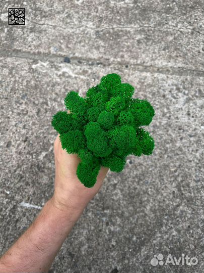 Стабилизированный мох ягель Жёлтый