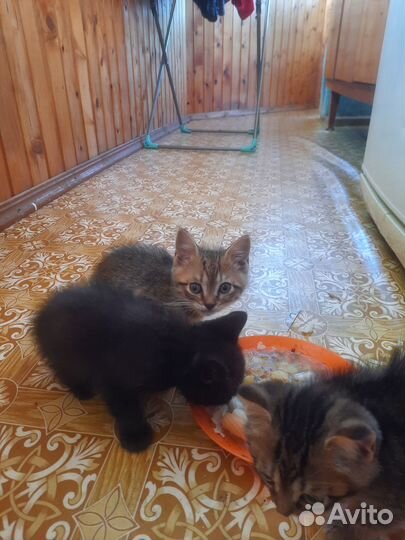 Котята в добрые руки от шотландской кошки
