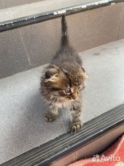 Котенок в добрые руки