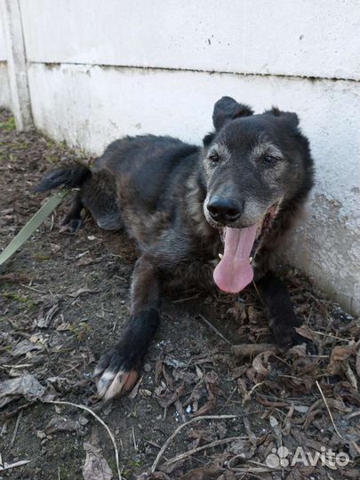 Спасите старую собаку из приюта