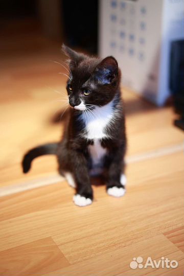 Милый котёнок ищет дом