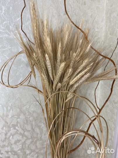 Колосья сухоцветы для интерьера