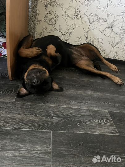 Переддержка животных