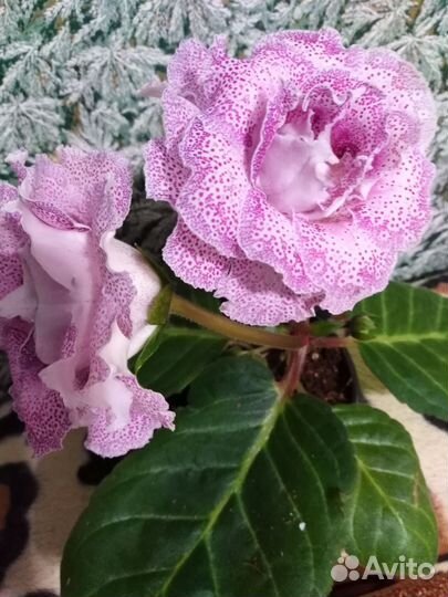 Глоксиния сортовая ен-Другой Рай