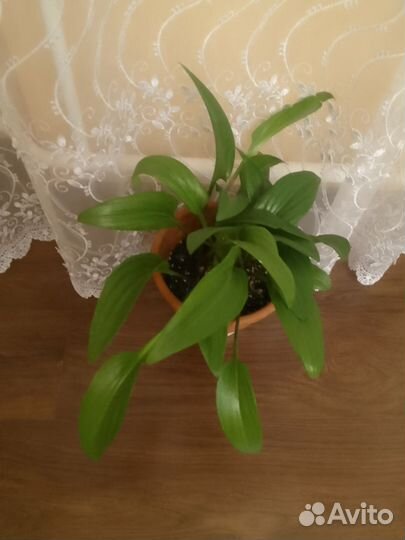 Фикус дримиопсис сансевьера