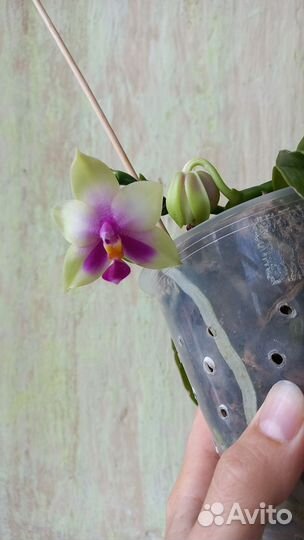 Видовая ароматная орхидея Phalaenopsis bellina