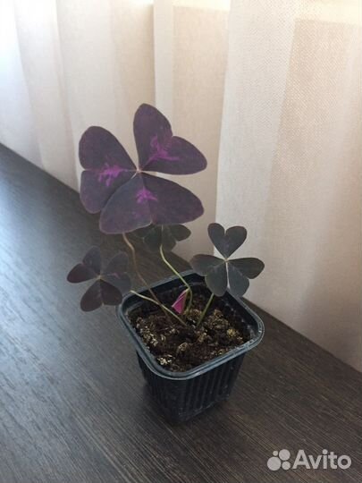 Кислица оксалис