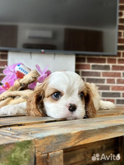 Кавалер Кинг Чарльз спаниель