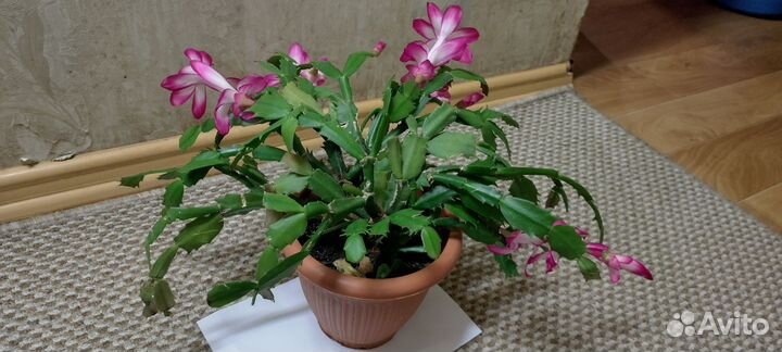 Декабрист розовый с белым крупный цветок