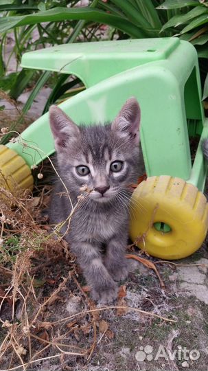 Кошки в добрые руки бесплатно