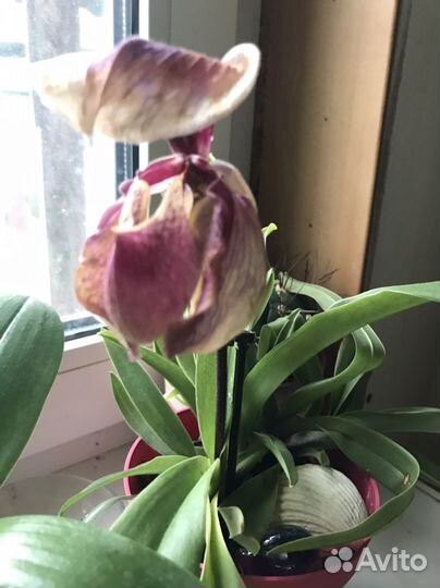 Орхидея дендробиум фаленопсис