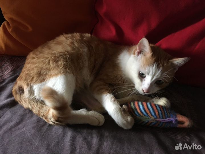 Очень общительный кот Котик в добрые руки