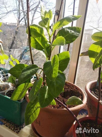 Джинура (Листья Бога, шпинат долголетия)