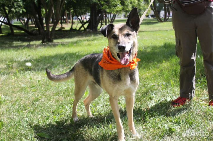 Станет самым верным другом