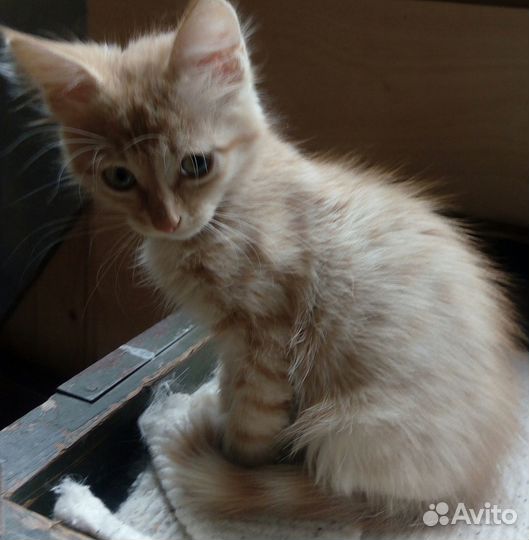 Отдадим котенка доброму хозяину