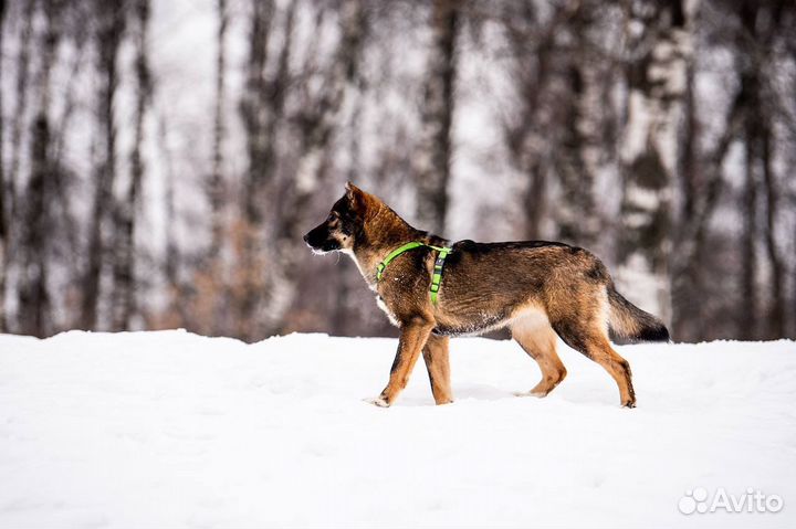 Чудо собака ждет своего человека