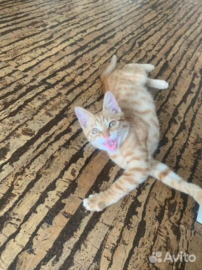 Котята мальчики