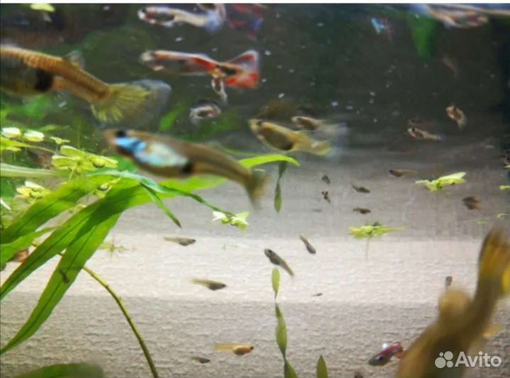 Гуппи молодь
