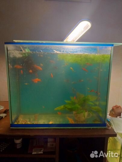 Аквариум